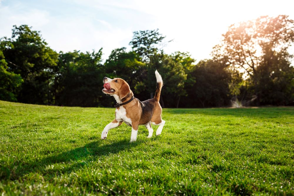 funny happy beagle dog walking
